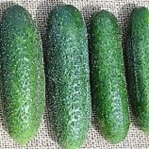 hladké uhorky nakladacky